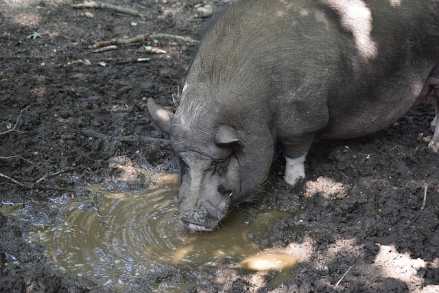 整阵容解决 整阵容解决